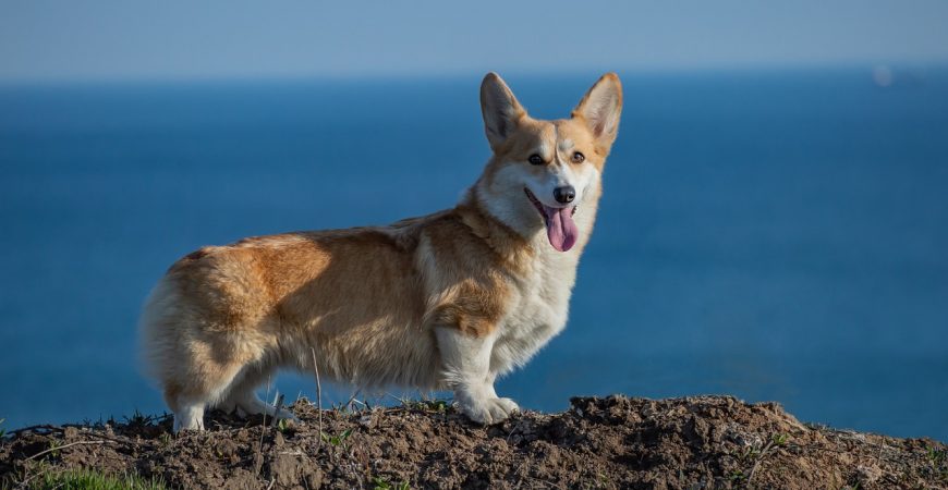 Самые забавные жопки корги